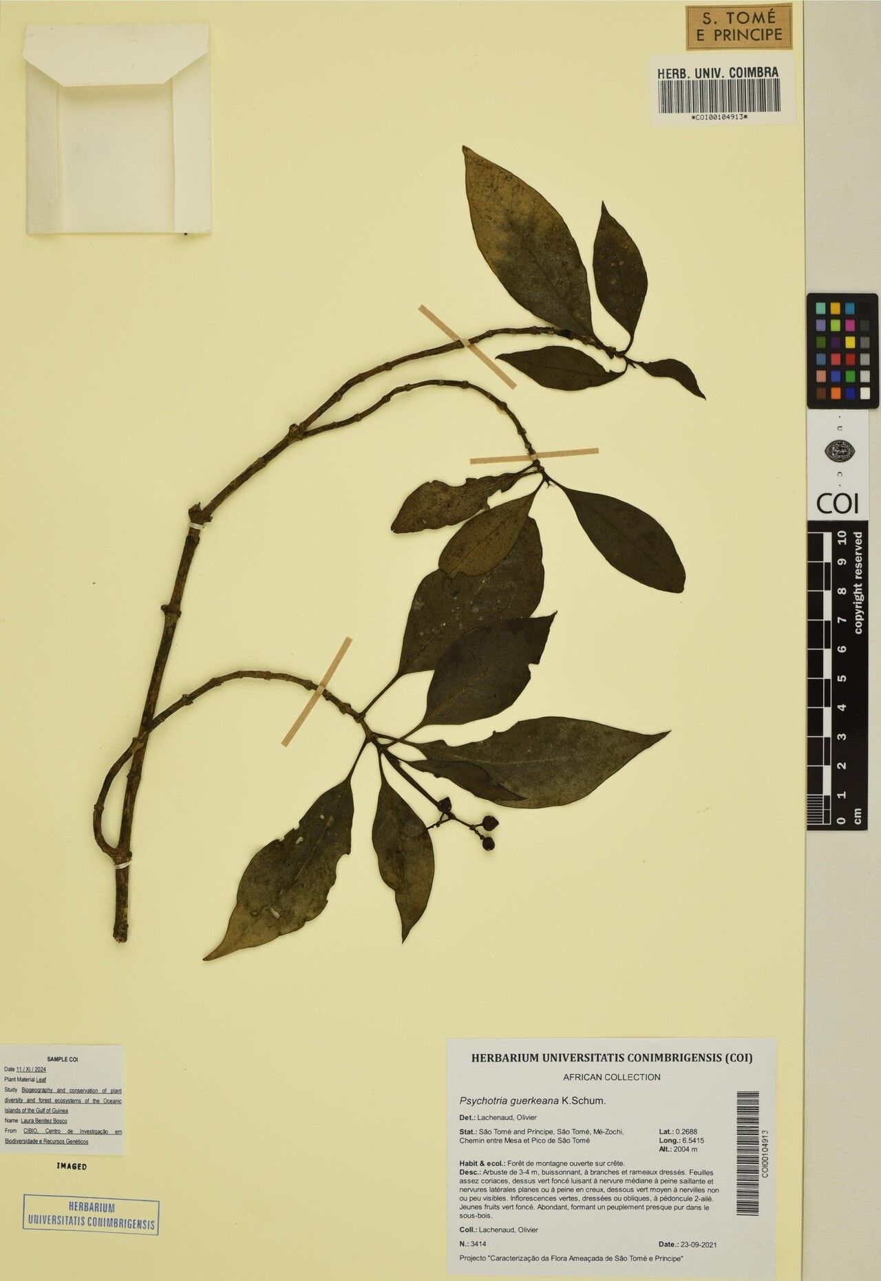 Psychotria guerkeana — houseplant care guide