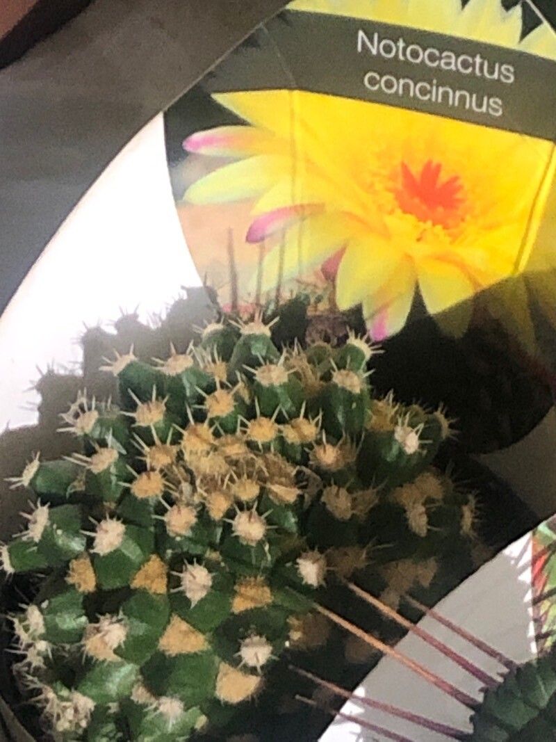 Parodia concinna leaf