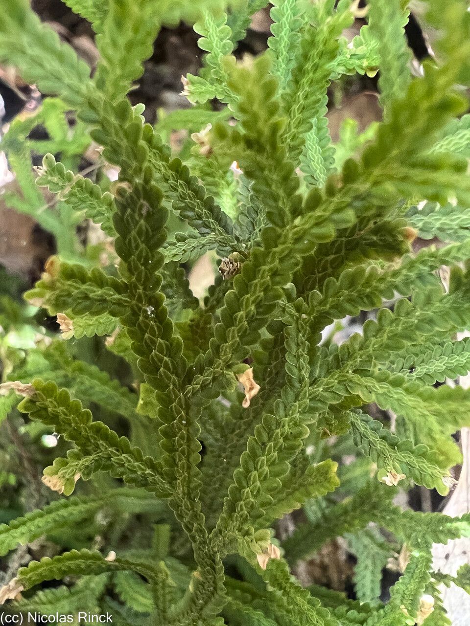 Selaginella neocaledonica — houseplant care guide