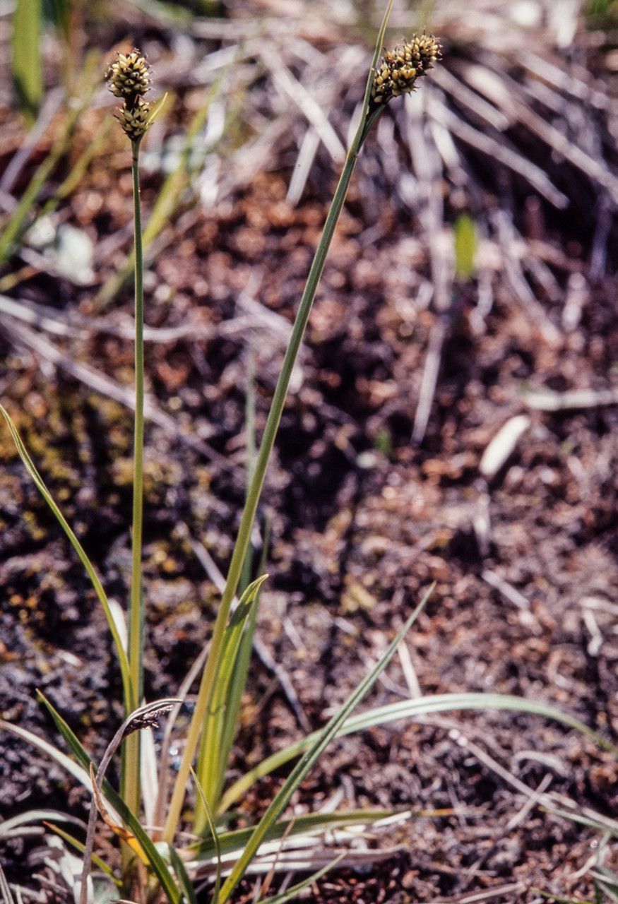 Carex norvegica habit