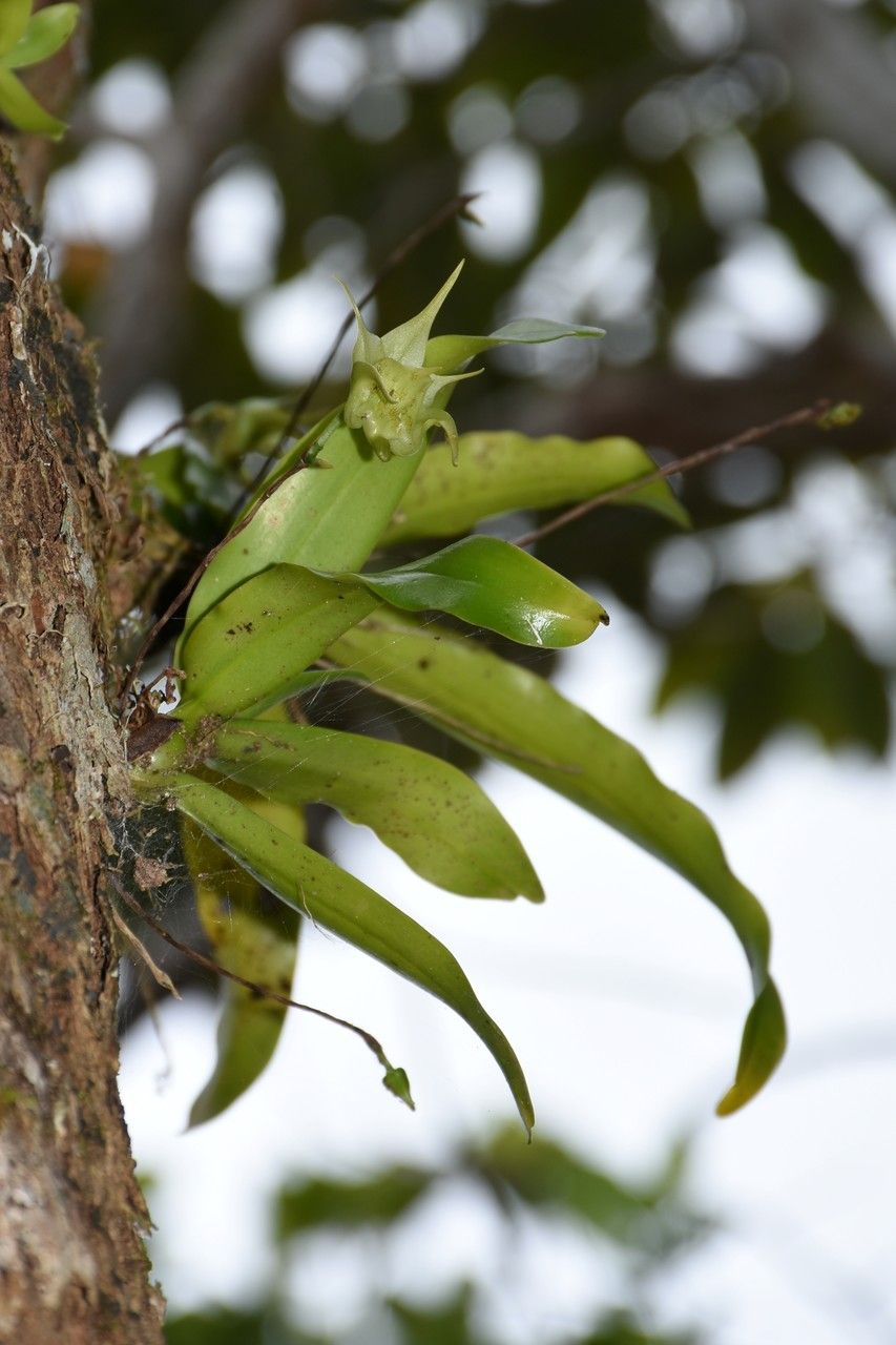 Aeranthes arachnites habit