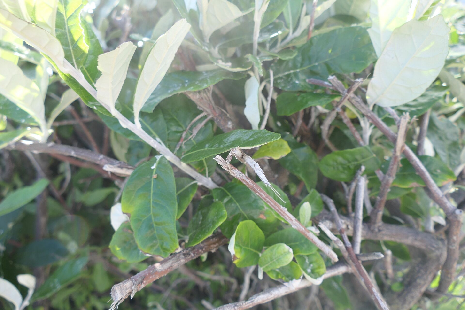 Brachylaena discolor — search result for 'Eswatini'