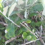 Brachylaena discolor