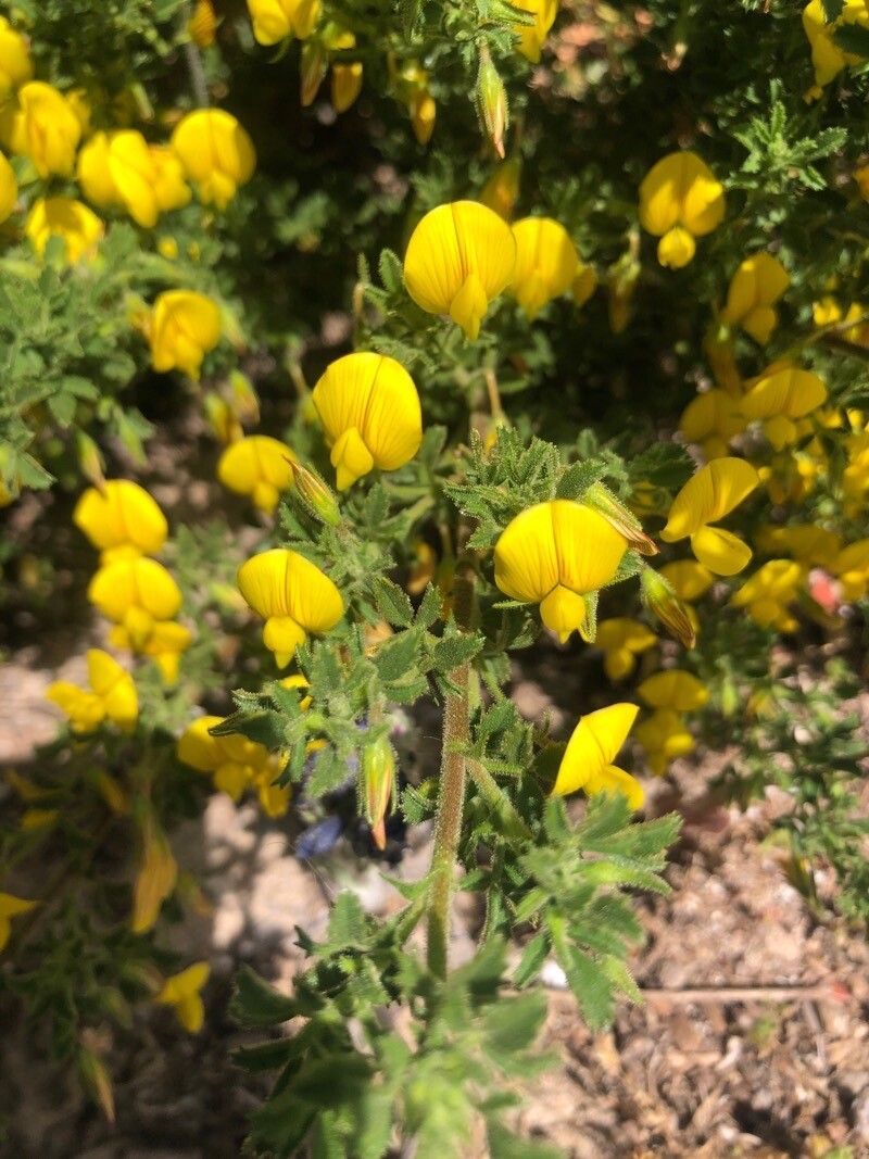 Ononis ramosissima flower