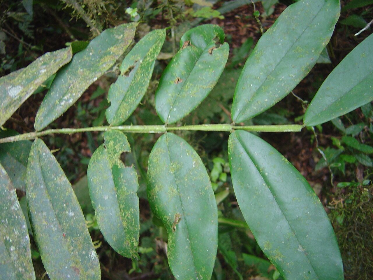 Plinia complanata leaf