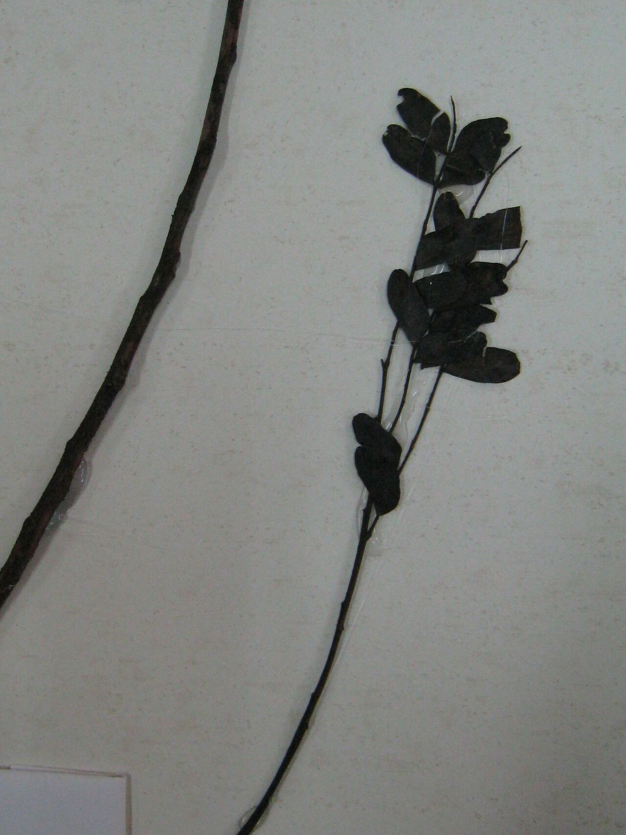 Dinizia excelsa other