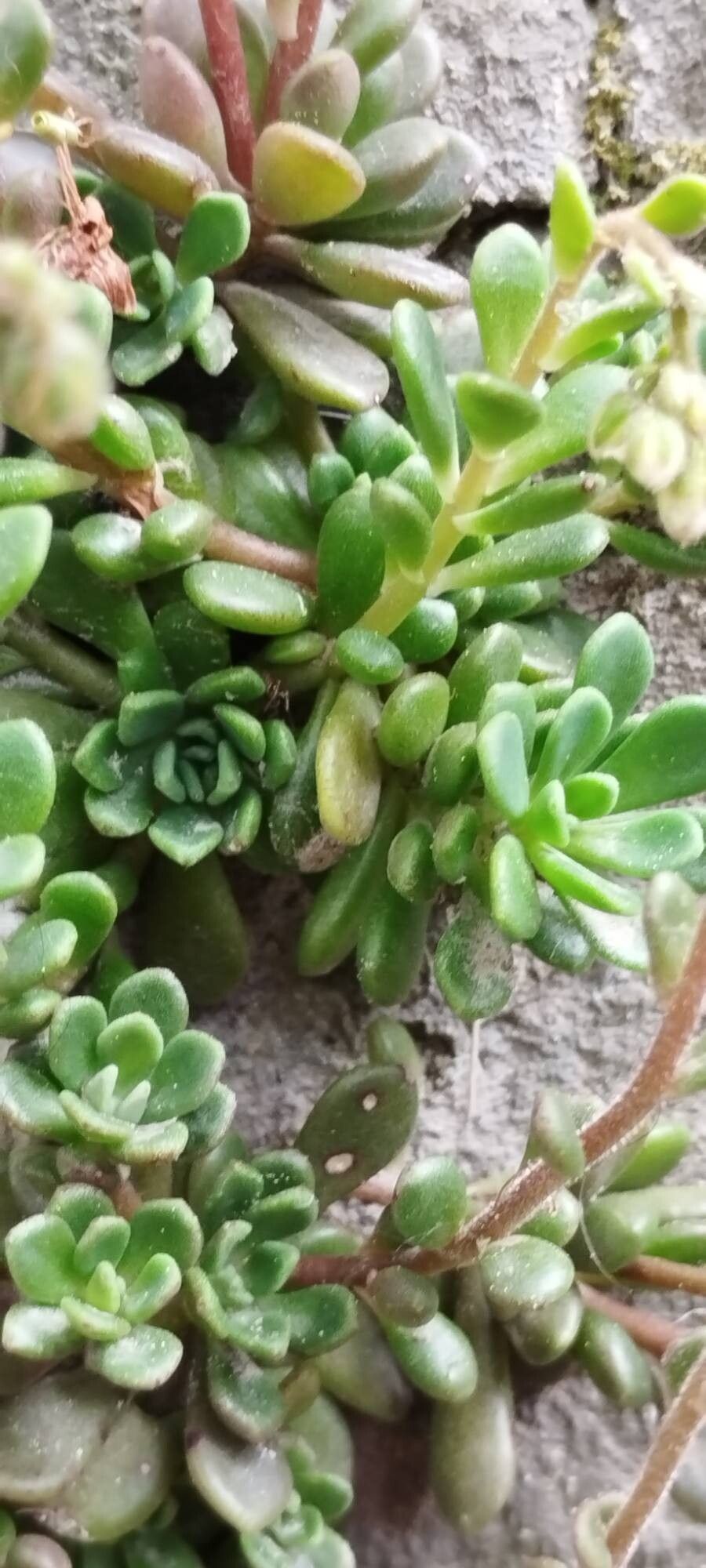 Rosularia rosulata — related species from the same genus