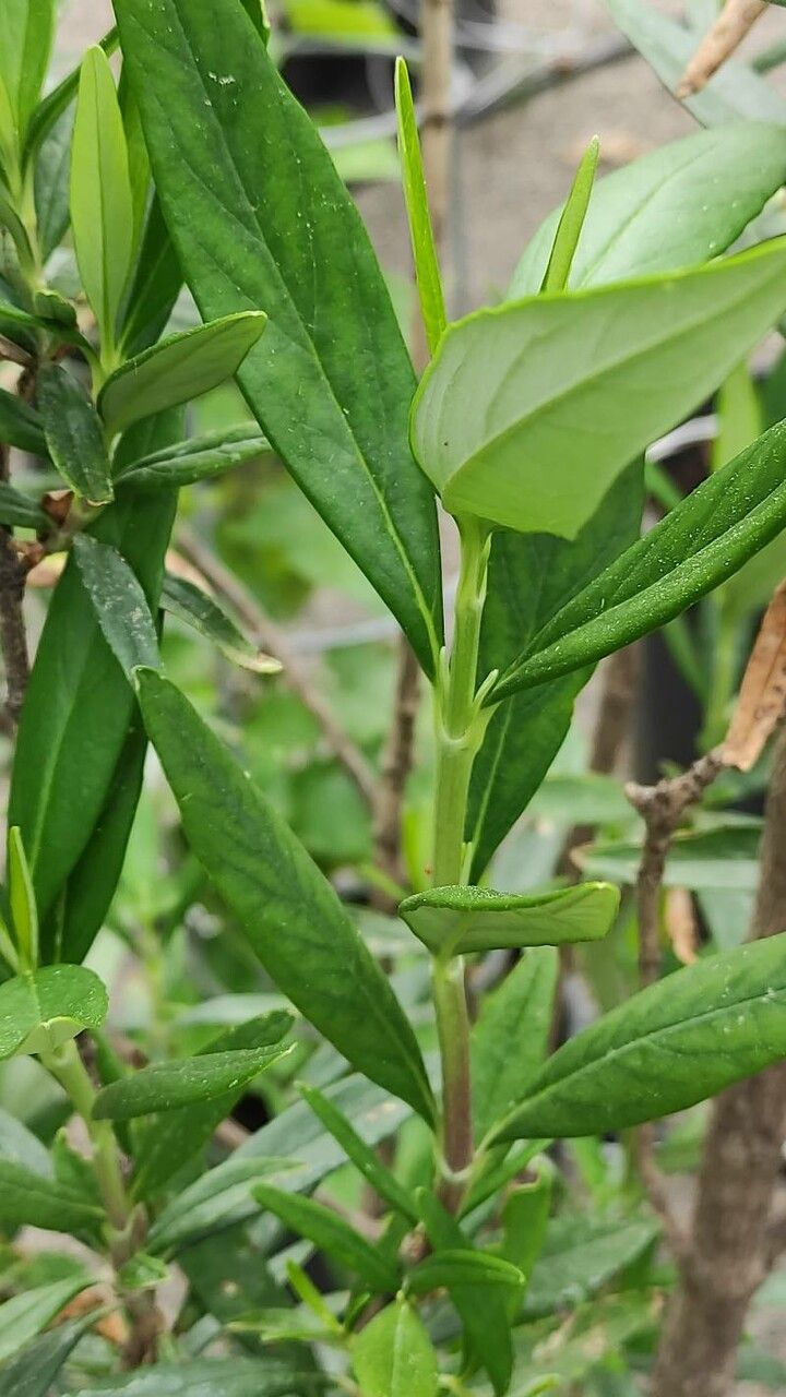 Carpenteria californica — search result for 'Anemone'