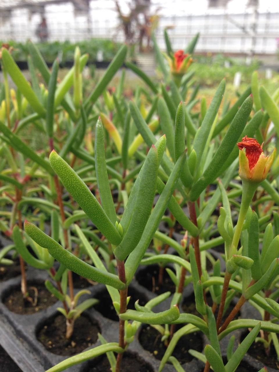Lampranthus aurantiacus habit