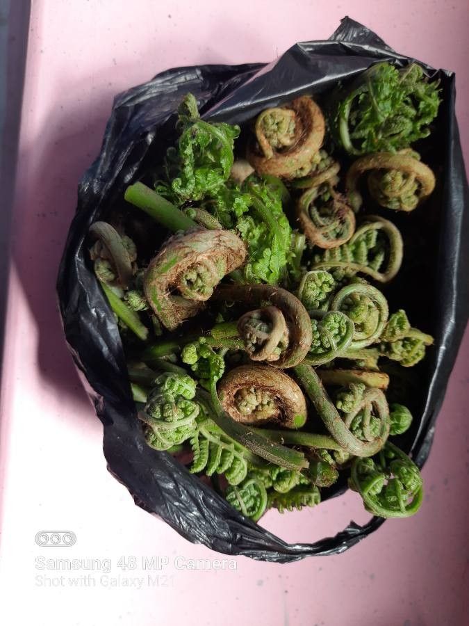 Dryopteris barbigera — search result for 'Dryopteris'