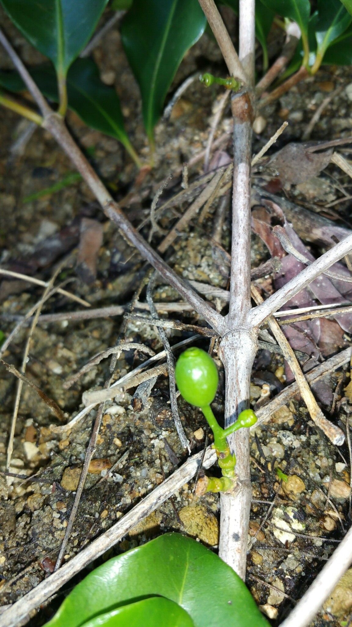 Coffea sahafaryensis fruit