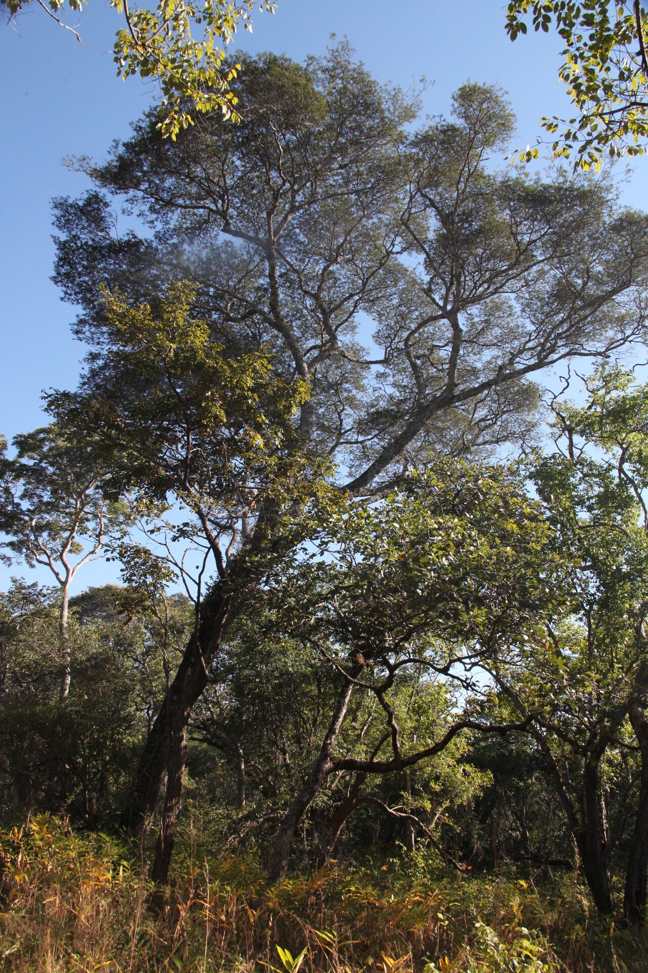 Brachystegia taxifolia habit