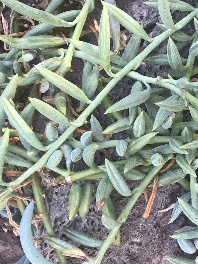 Senecio radicans — search result for 'Curio'