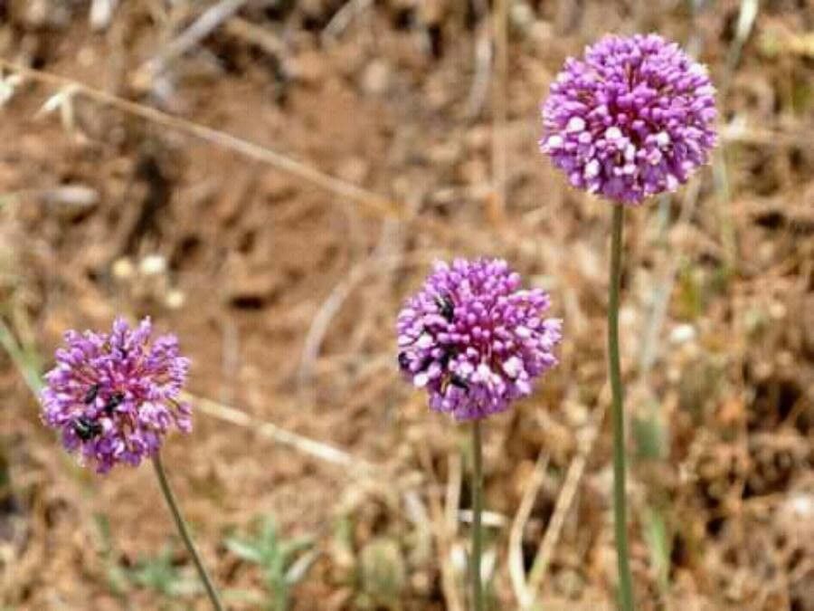 Allium carmeli — search result for 'Israel'