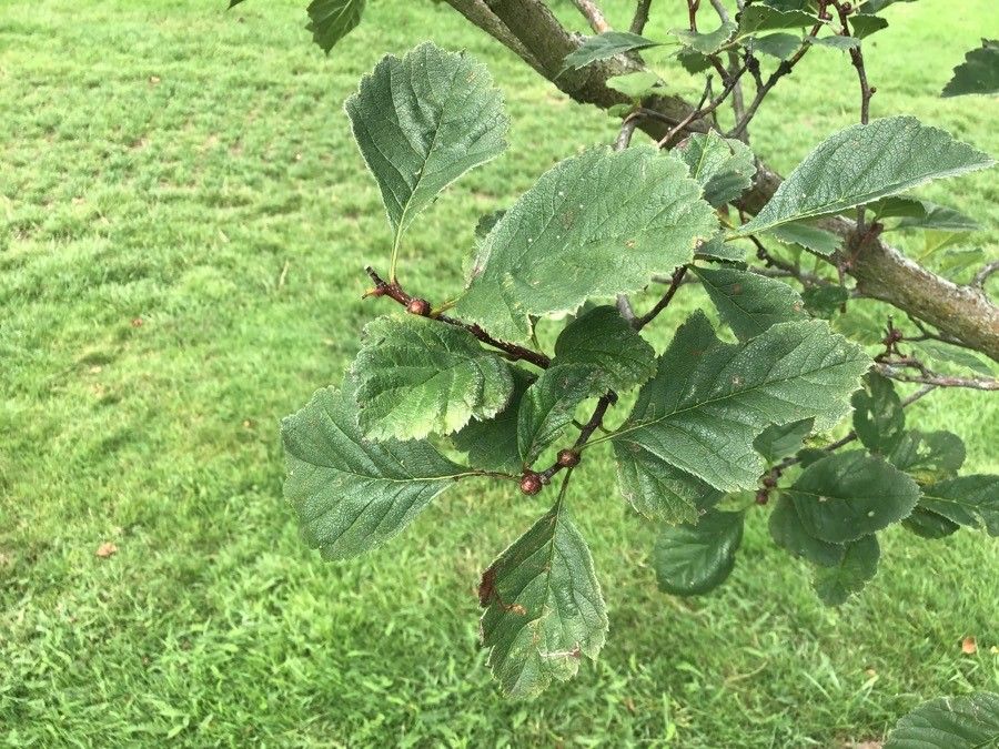 Crataegus chungtienensis — search result for 'Crataegus'