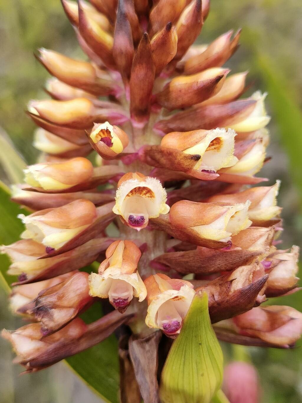 Elleanthus purpureus flower