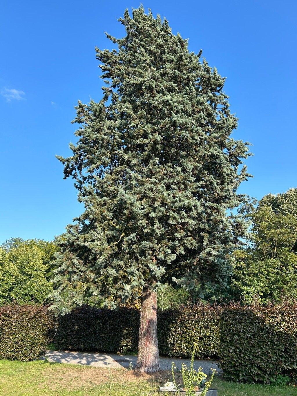 Hesperocyparis glabra habit