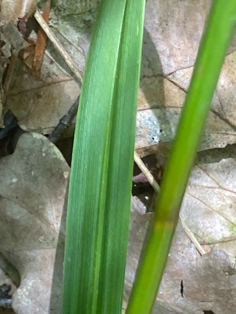 Scirpus hattorianus leaf