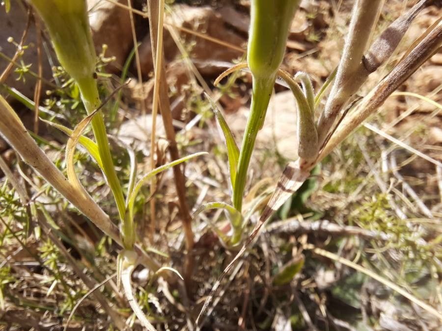 Tragopogon crocifolius leaf