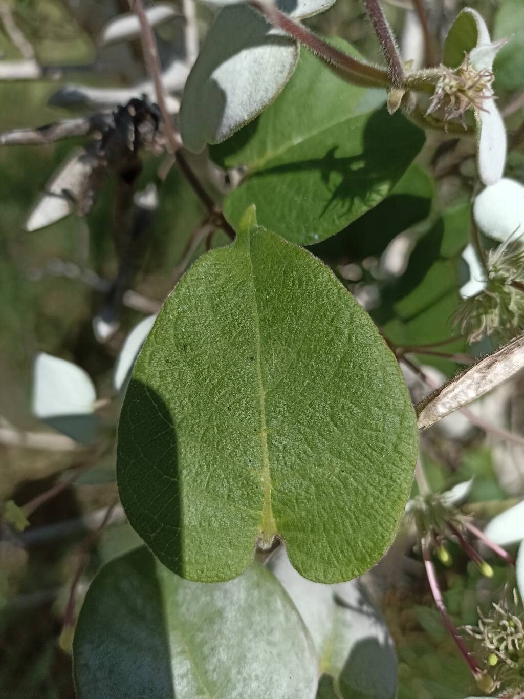 Paederia argentea — related species from the same genus