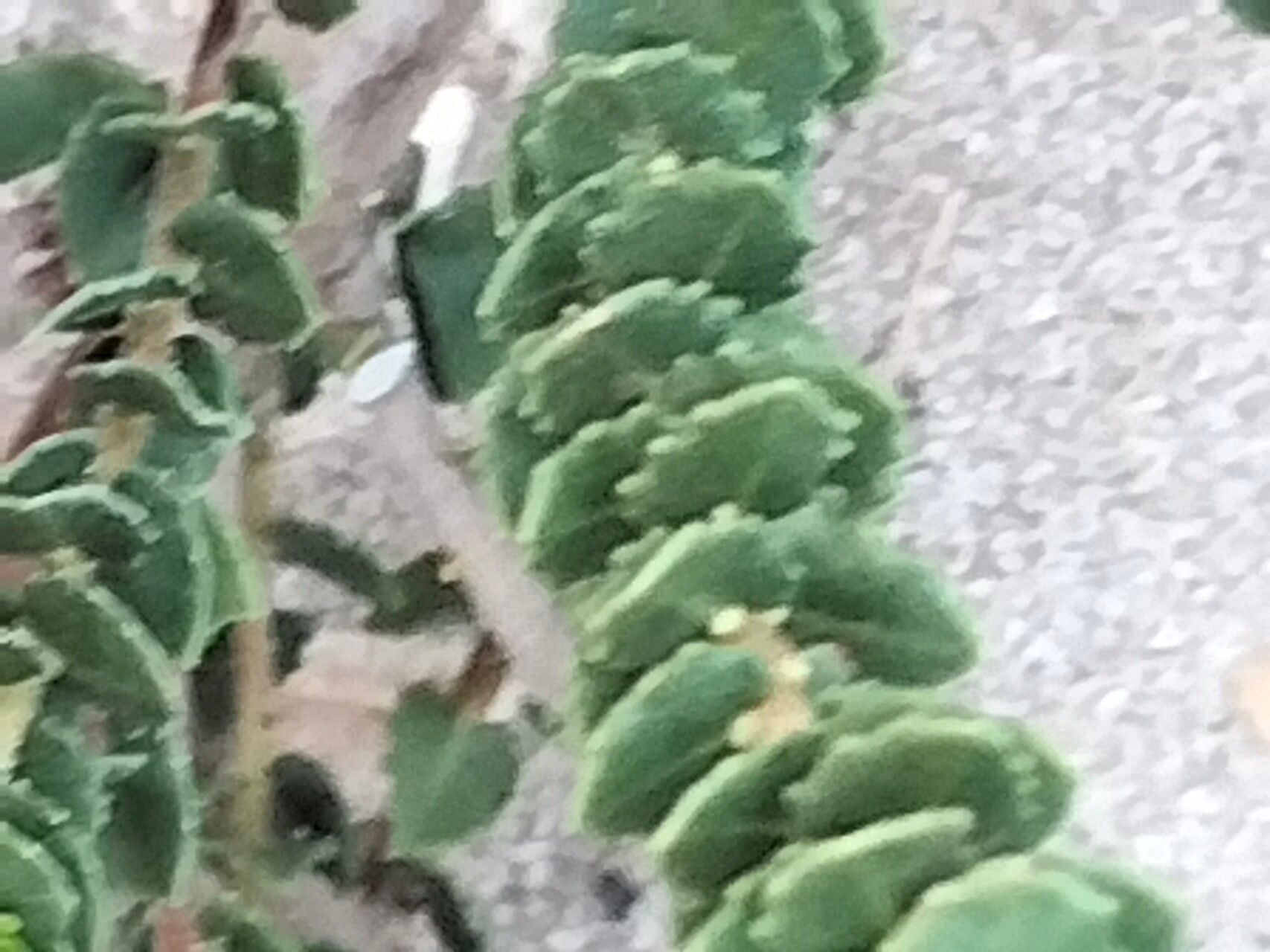 Morella cordifolia — related species from the same genus