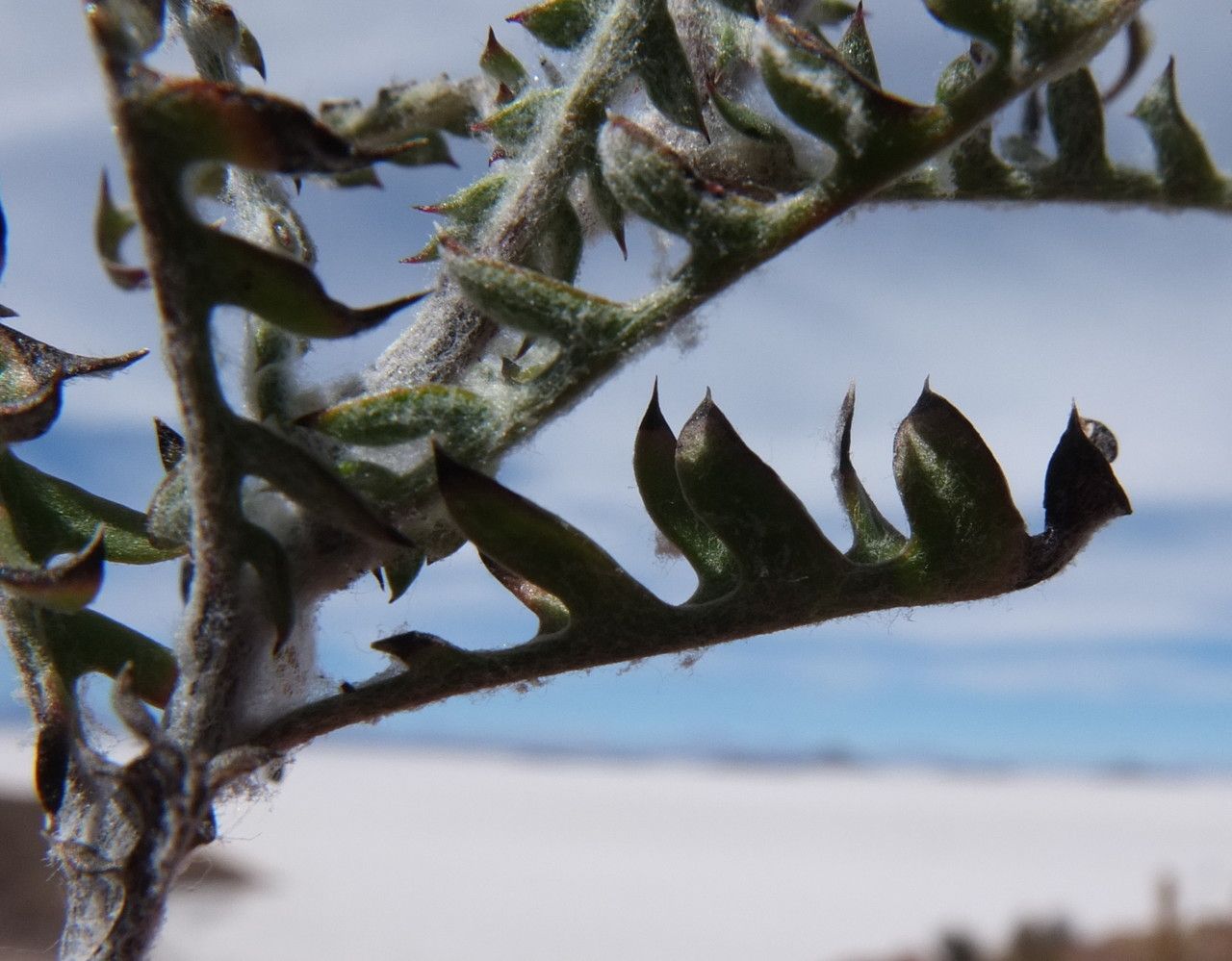 Mutisia hamata — houseplant care guide