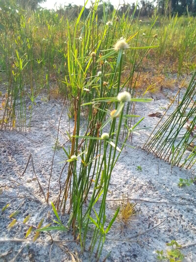 Cyperus erectus flower