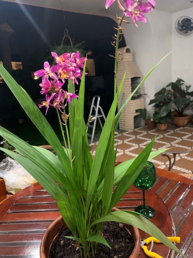 Spathoglottis unguiculata — search result for 'Orchidaceae'