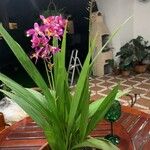 Spathoglottis unguiculata