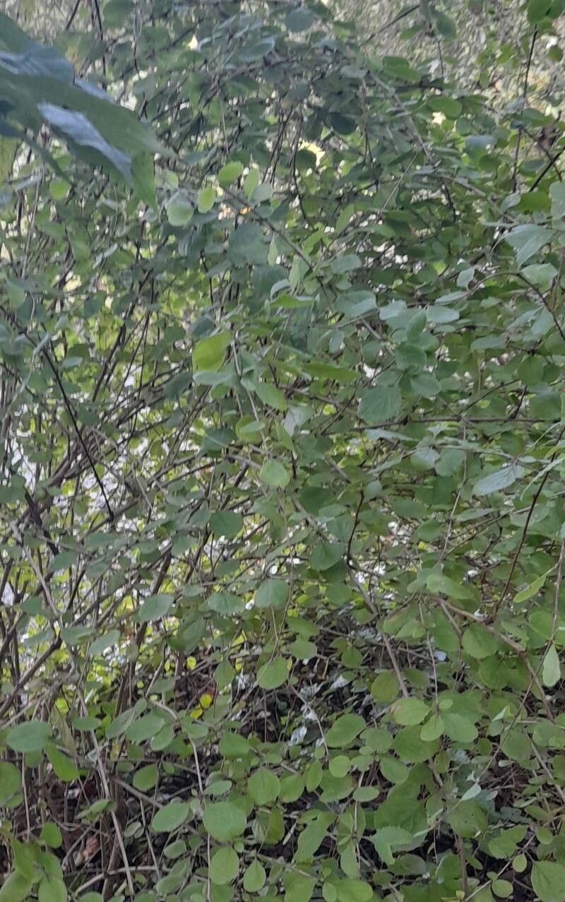 Berberis henryana habit