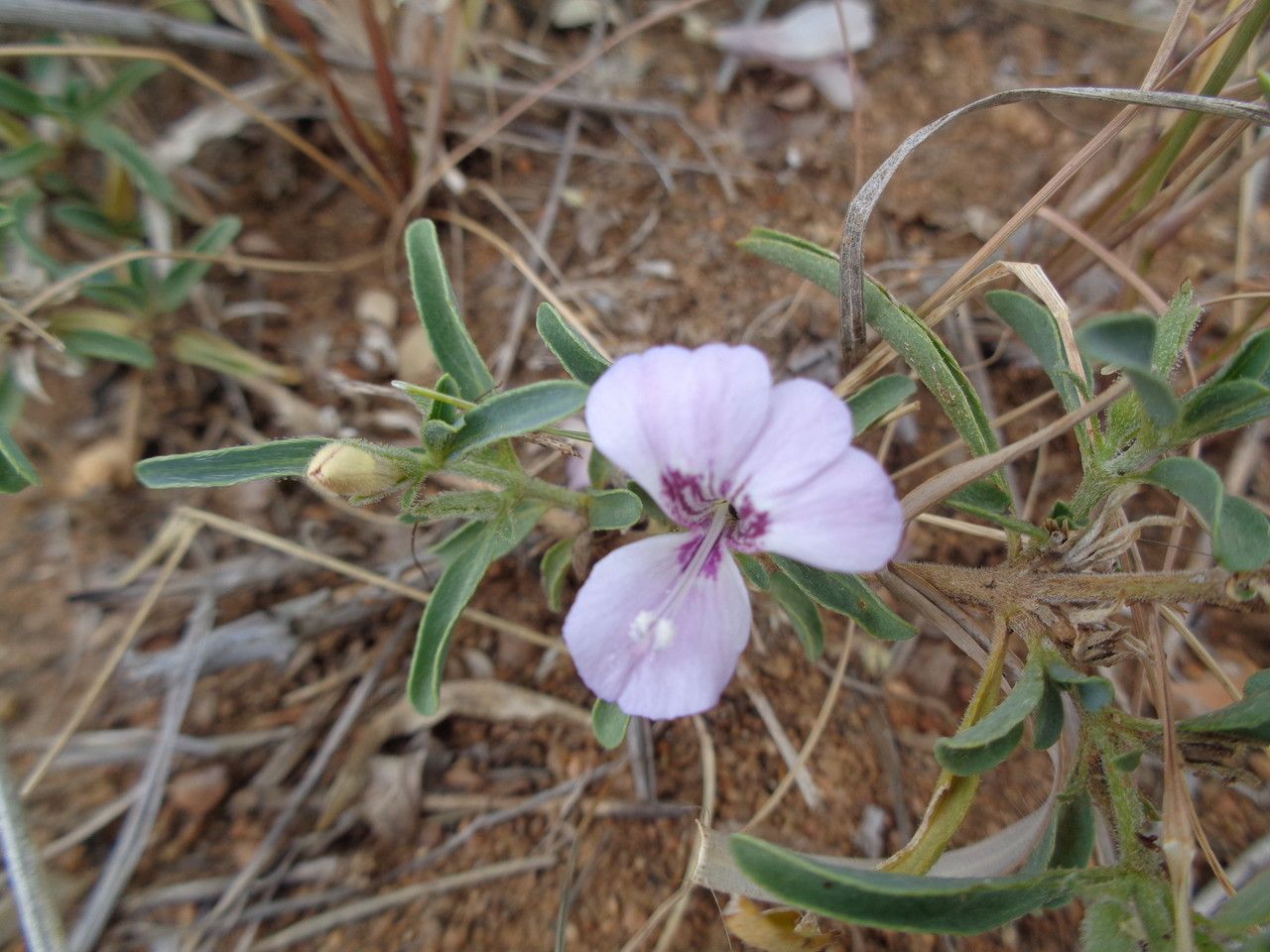 Barleria angustiloba habit