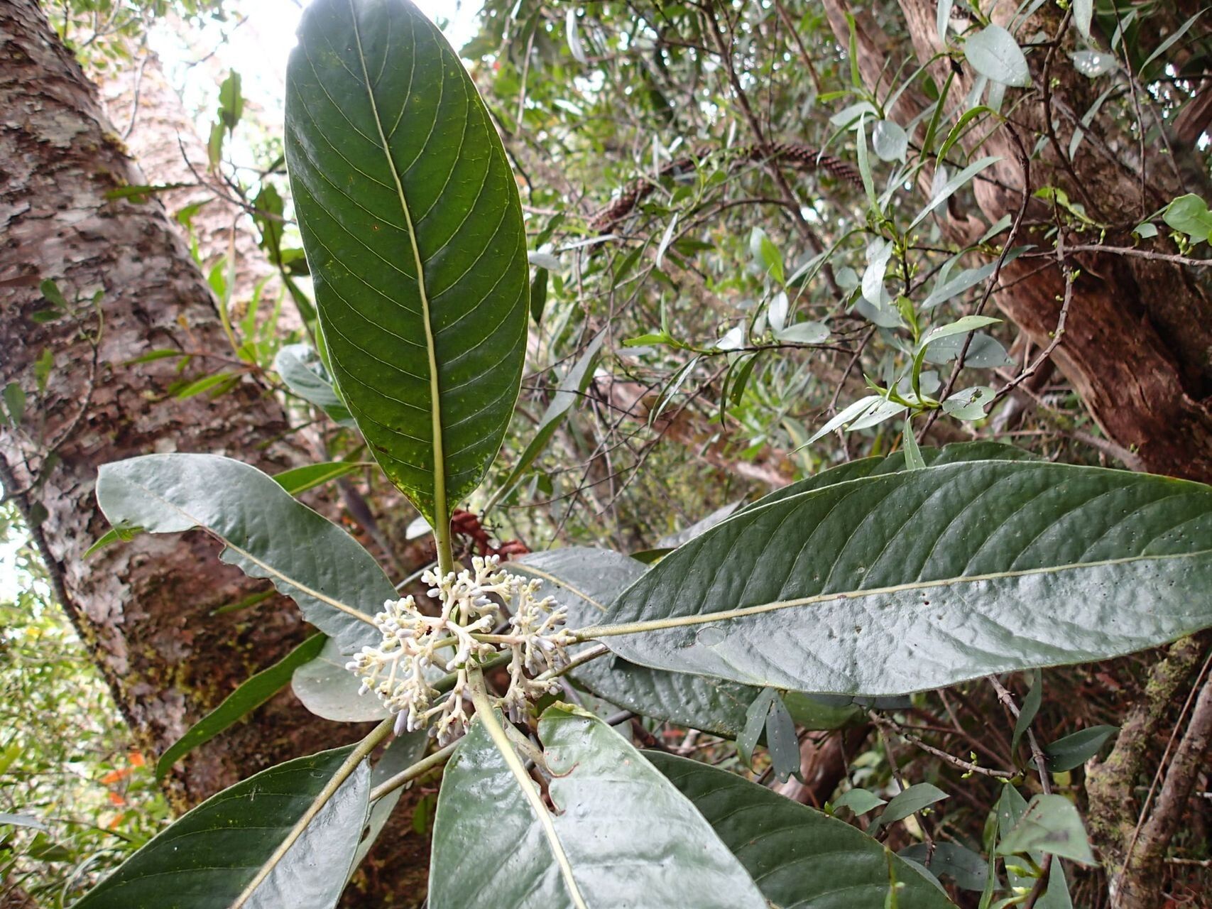 Psychotria poissoniana — houseplant care guide