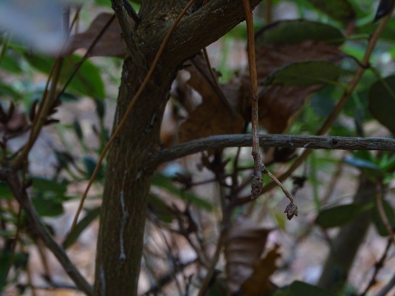 Rhododendron oreotrephes bark