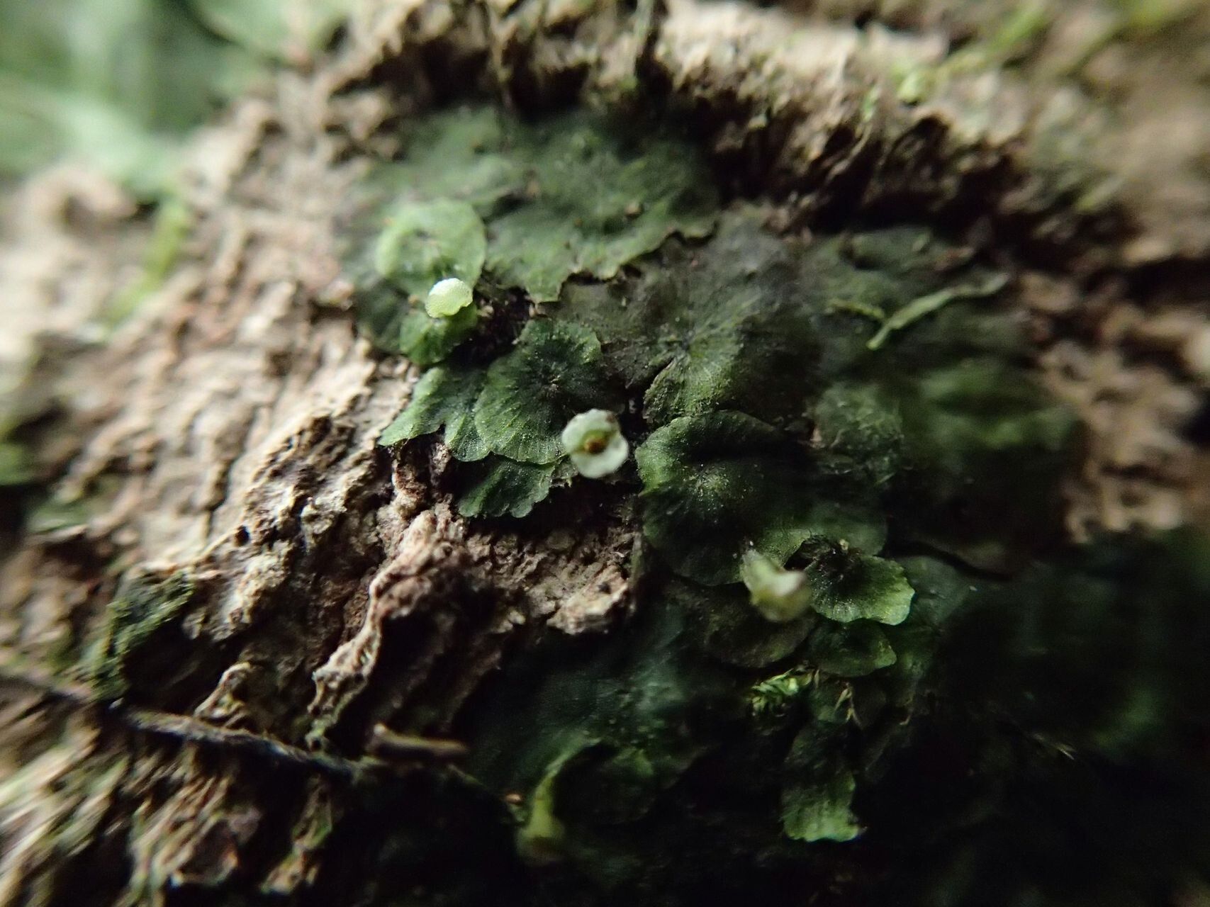 Trichomanes tahitense bark