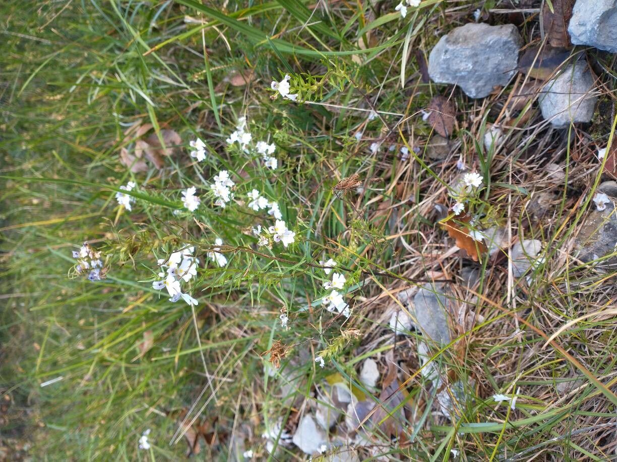 Euphrasia tricuspidata — search result for 'Euphrasia'
