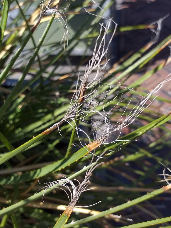 Dasylirion longissimum flower