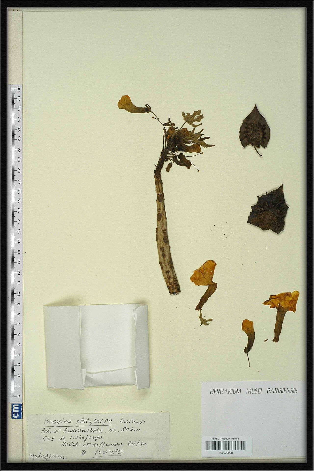 Uncarina platycarpa — houseplant care guide