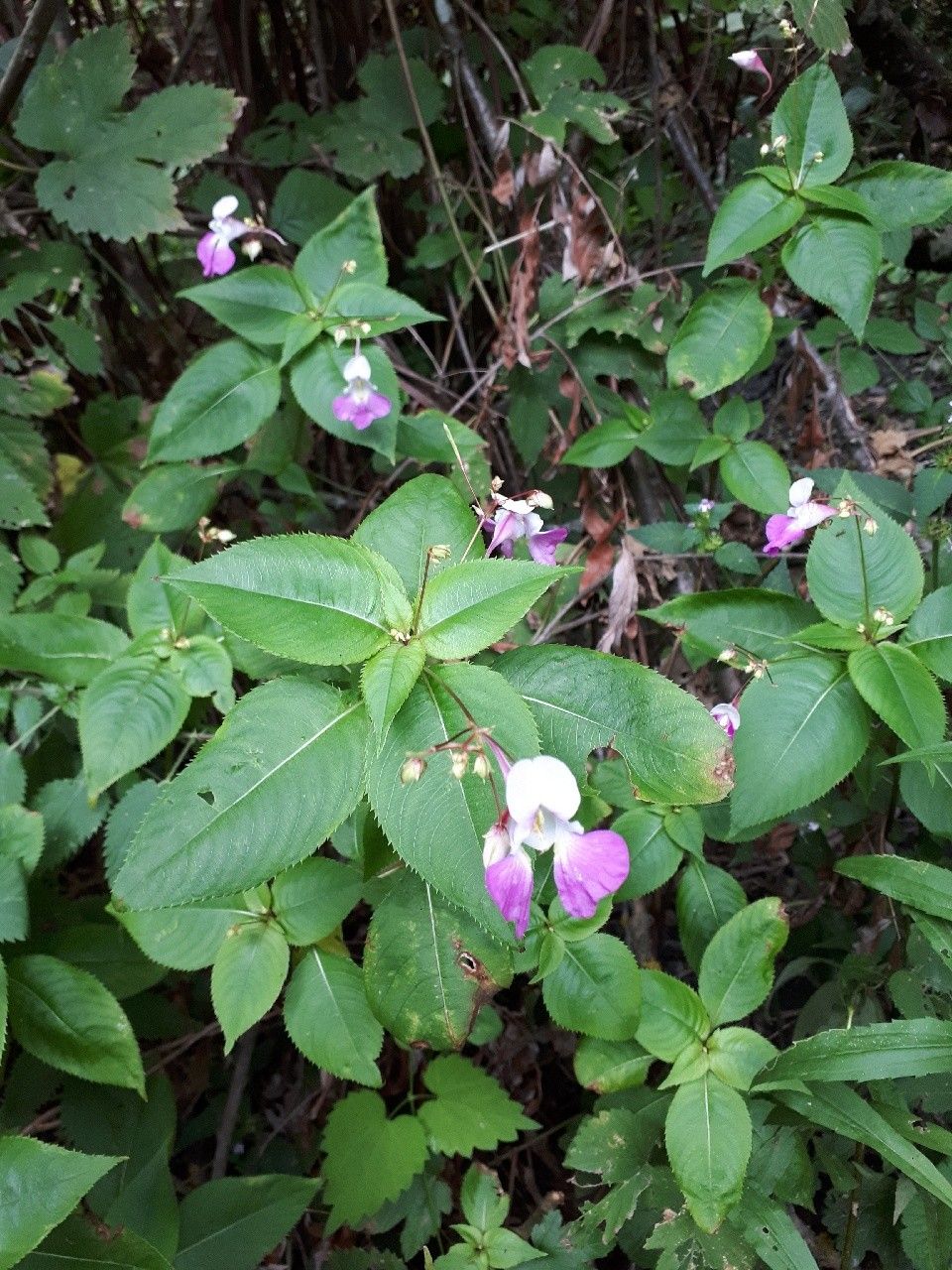 Impatiens balfourii flower