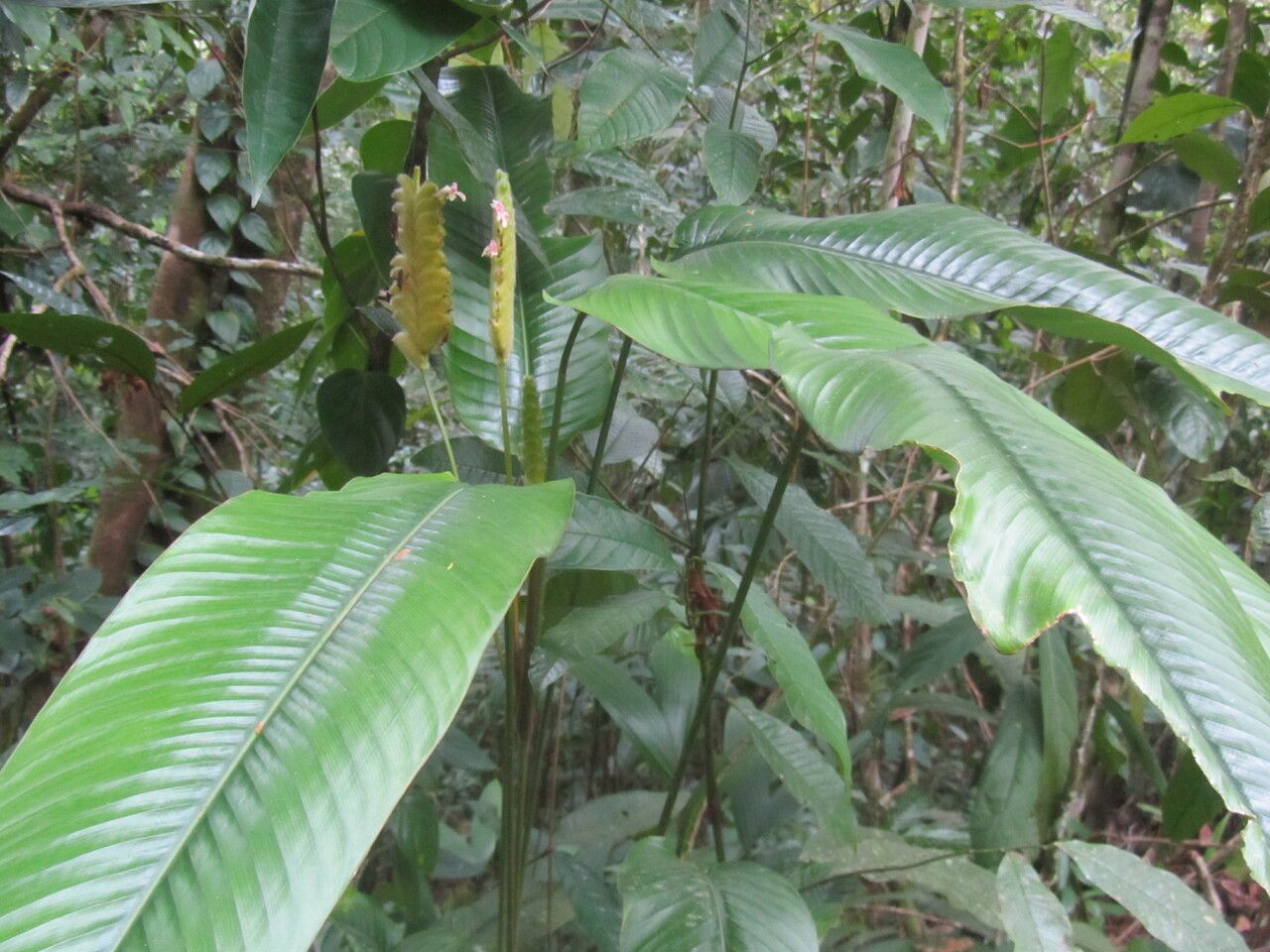 Calathea lasiostachya leaf