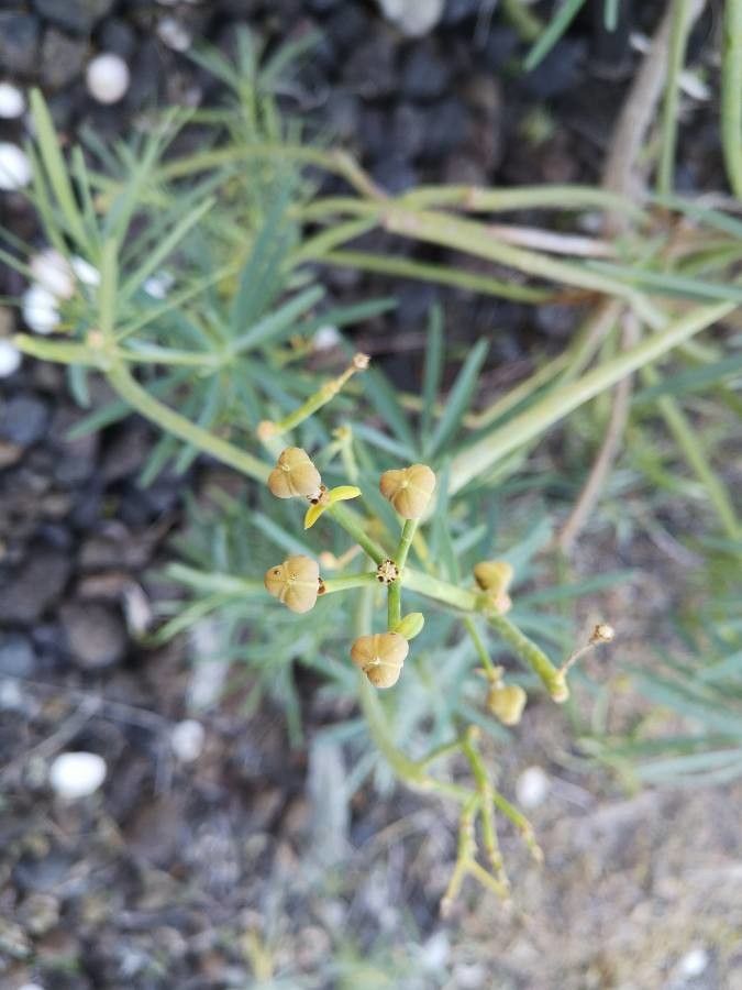 Euphorbia lamarckii fruit