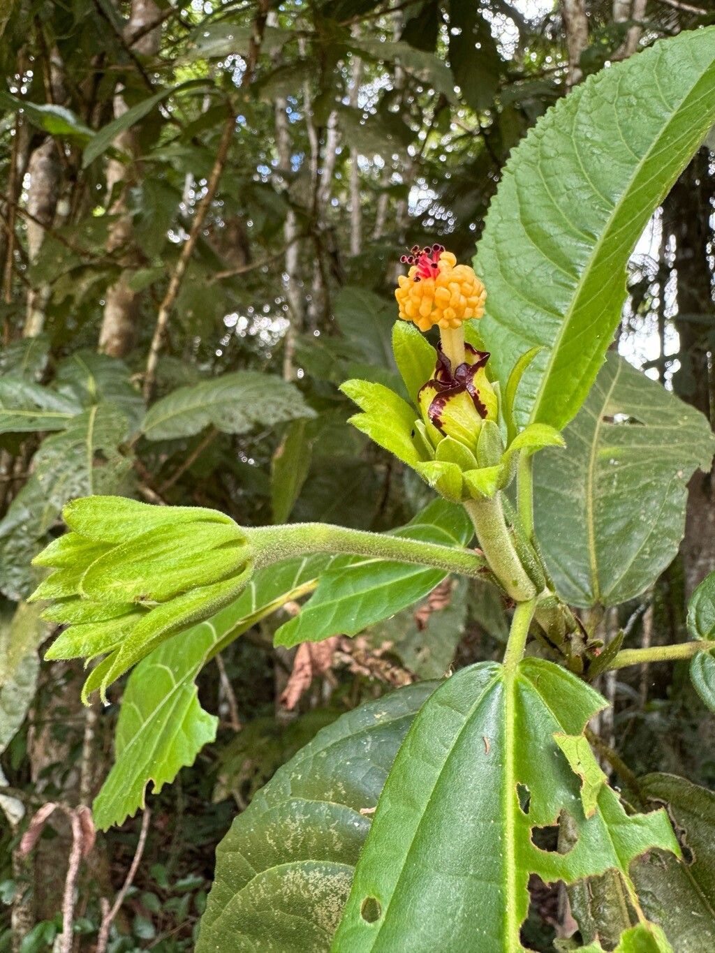 Pavonia crassipedicellata — houseplant care guide