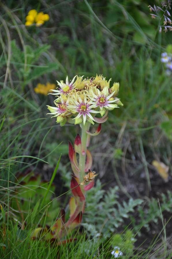 Sempervivum grandiflorum habit
