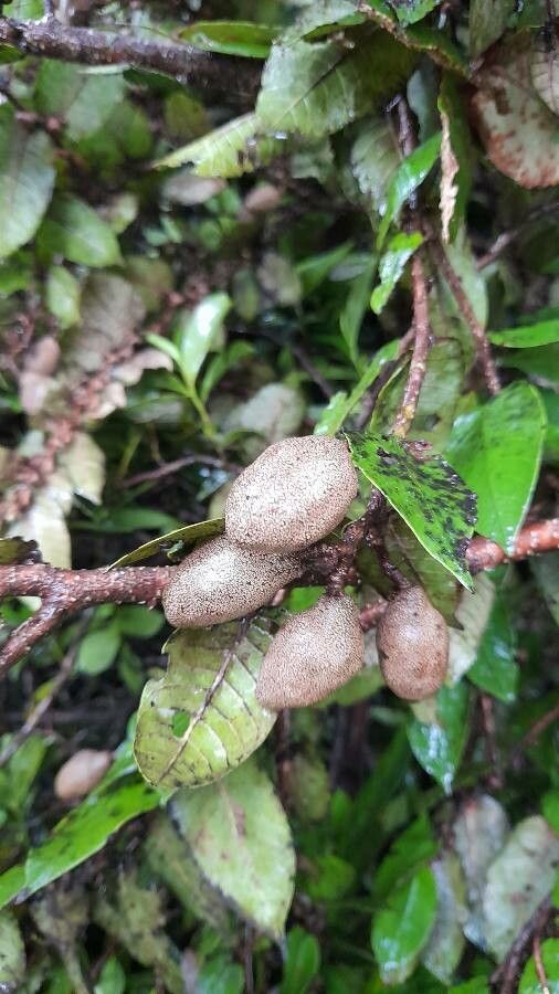 Parinari montana fruit