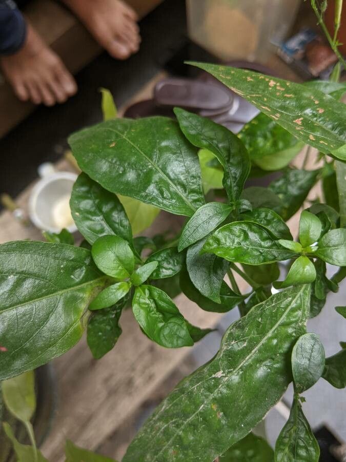 Andrographis paniculata leaf