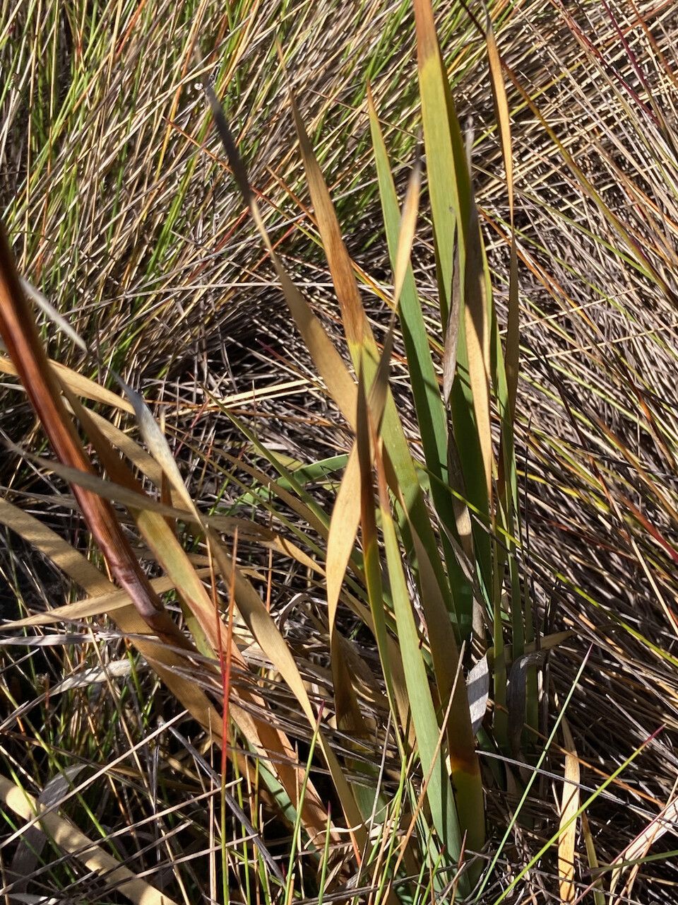 Orthrosanthus chimboracensis leaf