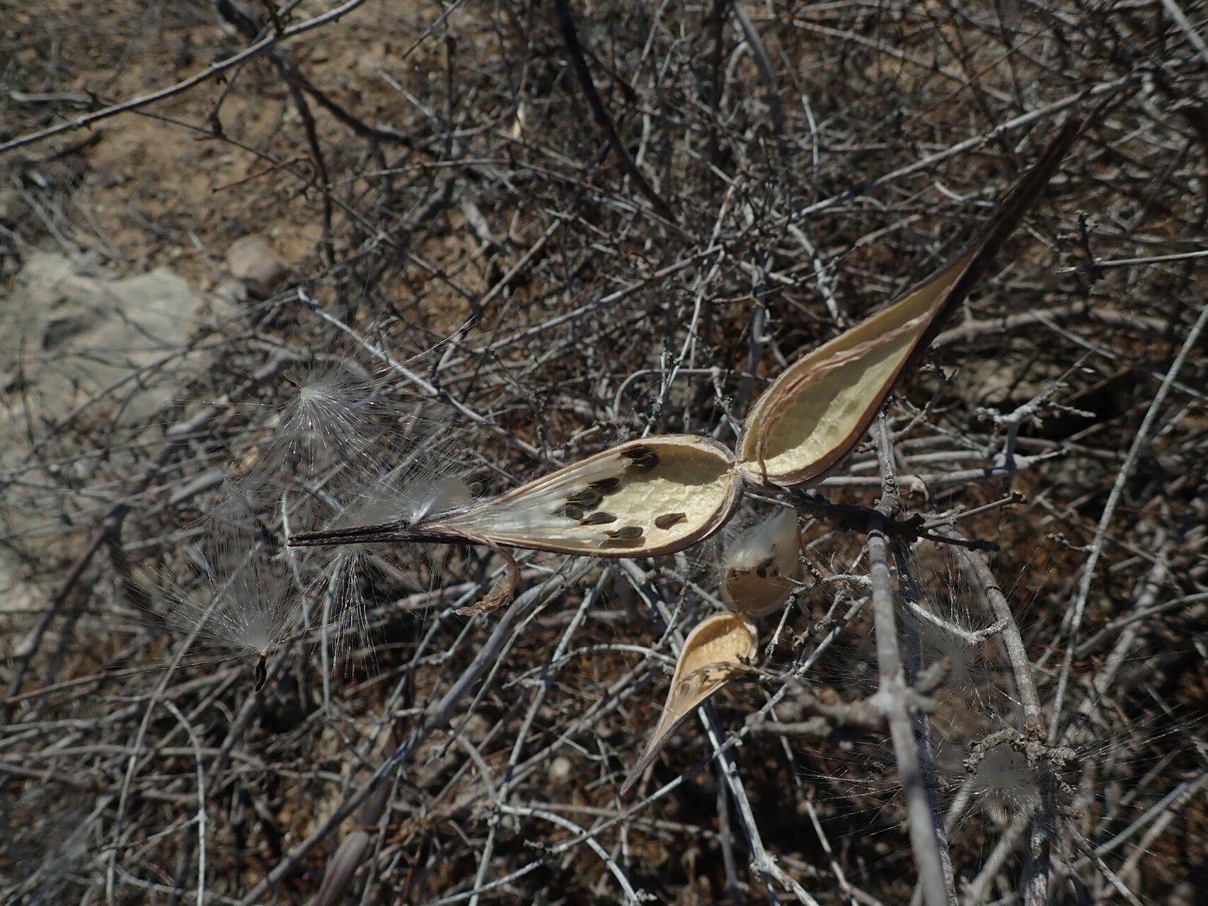Secamone geayi fruit
