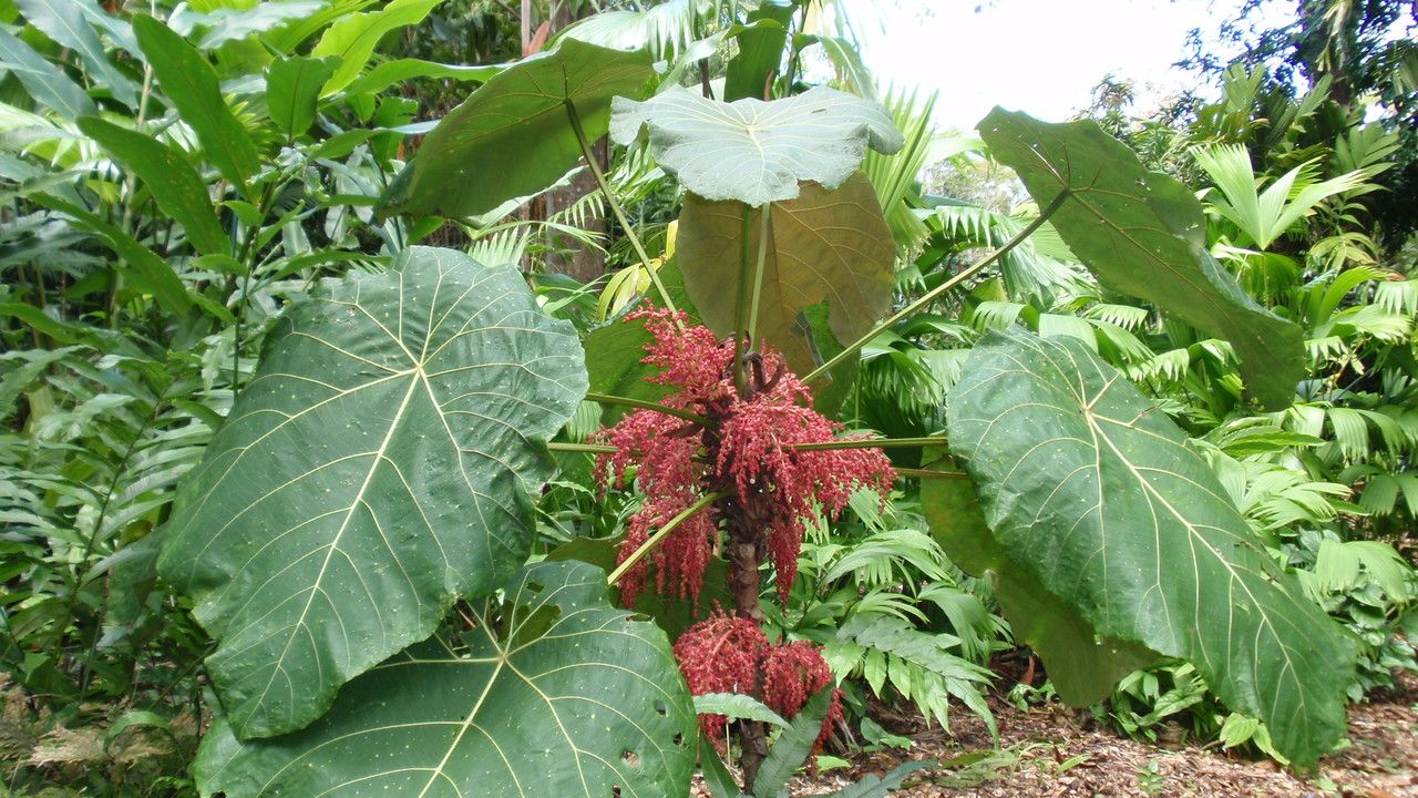 Macaranga grandifolia — houseplant care guide