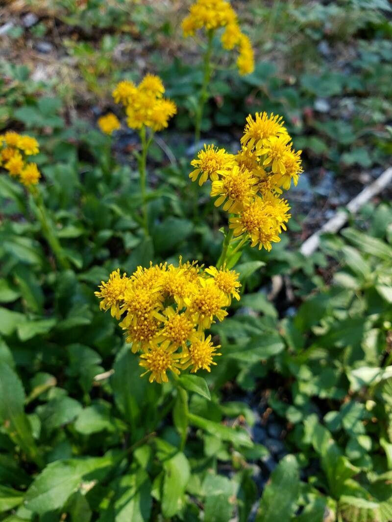 Solidago multiradiata flower