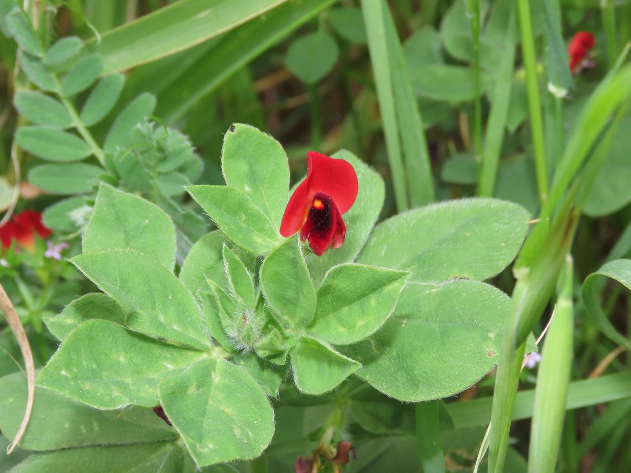 Lotus tetragonolobus flower