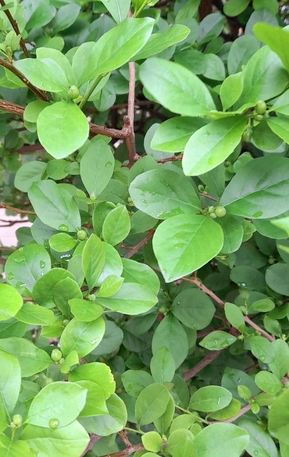 Brunfelsia australis leaf